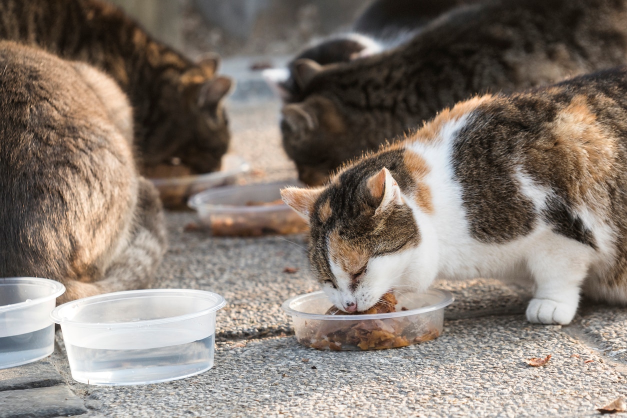 Caring for Feral Cats: Healthcare, Costs, and Things to Consider